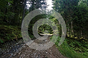 Forest road in the Vosges near Markstein mountain