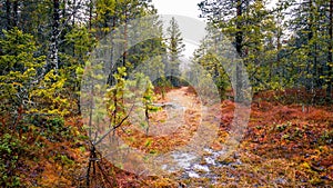 A forest road in the wilderness through a swamp with beautiful pine trees