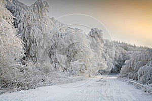 Les cesty v zimě 