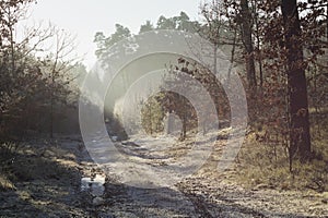 Forest road in the winter scenery