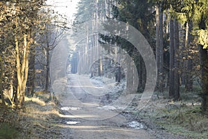 Forest road in the winter scenery