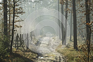 Forest road in the winter scenery