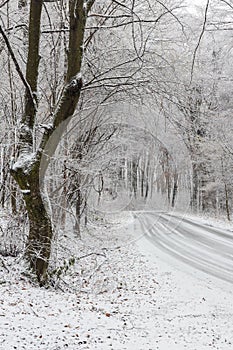 Forest road in winter on the Shumen plateau