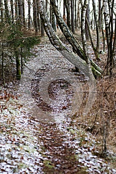 A forest road in a wooded area. Pine forest and the road between the trees. Forest in the winter.