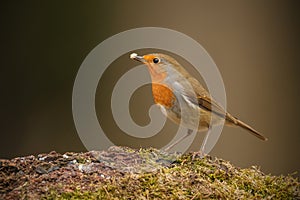 Forest robin with fat