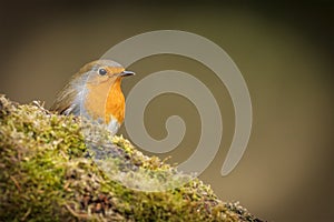 Forest robin on green