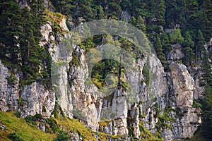 Forest on the rocks of the Lagonaki plateau