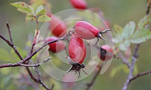 Forest rose hips
