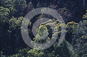 Coastline Australia_Forest at Roseville photo