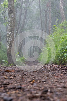 Forest, Route, Fog, Chaiyaphum, Thailand.