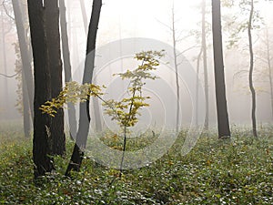 Forest,Roztocze,Poland