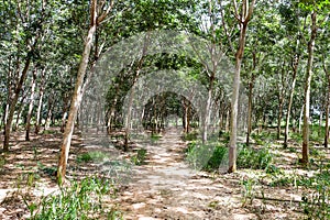The forest in Rubber trees in Thailand