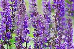 Forest sage belongs to the very large genus Salvia