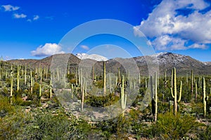 Forest of saguaros in Saguaro National Park in the Sonoran Desert, Arizona, USA