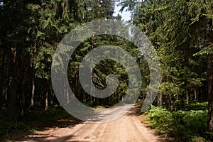 Forest sand road between europen spruce in summer time