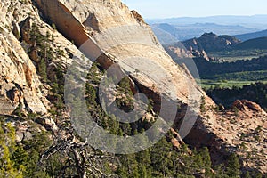 Forest and sandstone, Zion National Park