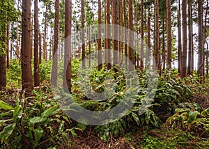 Forest on Santa Maria Island