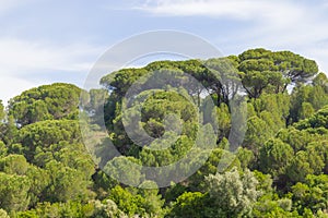 Forest in Santiago do Cacem