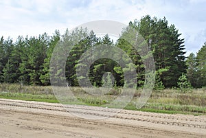 Forest of the Saratov region