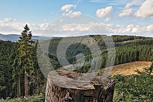 Forest in Sauerland, Germany, Europe