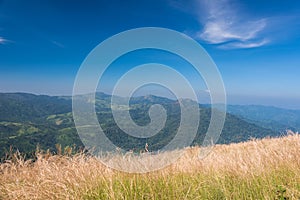 The forest from sawanna view