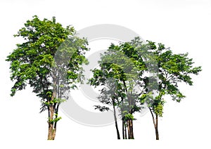 Forest scape isolated on white background