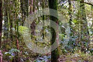 Forestscape (Trees in the Woods)