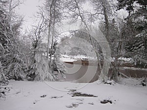 A forest scene along the banks of a river in a snowy wood after a fresh snowfall on a cloudy day