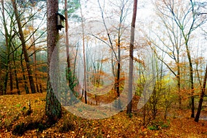 Forest scene with birdhouse