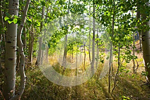 Forest scene with dramatic lighting