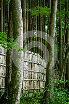 Forest Scene with Fence