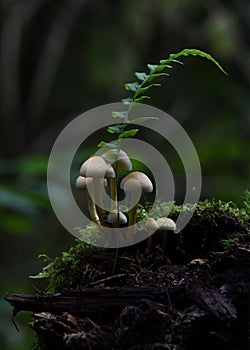 Forest scene with mushrooms and fern