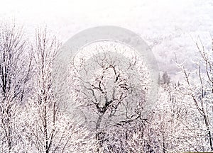 Forest scene during snow storm