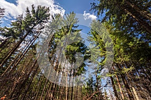 Forest scene in the Spring