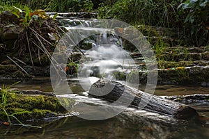 Forest Scenery