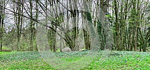 Forest scenery at early spring. trees overgrown with green ivy