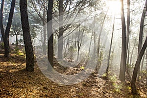 Forest scenery with rays of warm light at sunrise, Hurdes, Spain photo