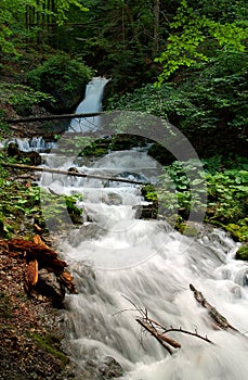 Forest scenery with small waterfall