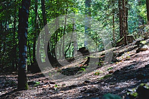 Forest scenery with sun shadows