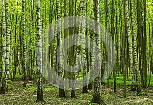 Forest scenery on a sunny spring summer day with grass alive trees and green leaves at branches at a park botanical outdoor image