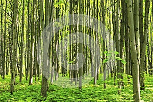 Forest scenery on a sunny spring summer day with grass alive trees and green leaves at branches at a park botanical outdoor image