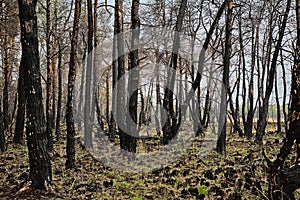 Forest with scorched trunks in De Liereman nature reserve, Turnhout, Belgium
