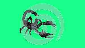 Forest scorpion in an aggressive posture on green background