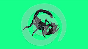 Forest scorpion in an aggressive posture on green background