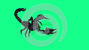 Forest scorpion in an aggressive posture on green background