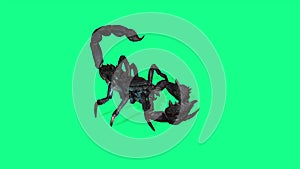 Forest scorpion in an aggressive posture on green screen