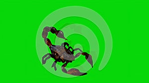 forest scorpion in an aggressive posture isolated on green screen