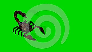 forest scorpion in an aggressive posture isolated on green screen