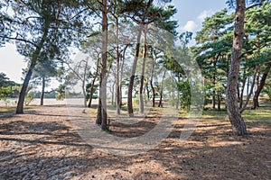 Forest of Scots Pine trees in summertime