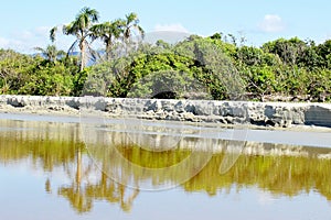 Forest on seashore, beach with eroded sand and river with calm waters